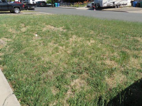 Yard photo for a volunteer request in Eagle Point, OR.