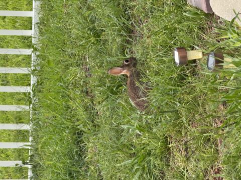 Yard photo for a volunteer request in Kissimmee, FL.