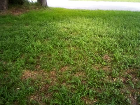 Yard photo for a volunteer request in Kissimmee, FL.