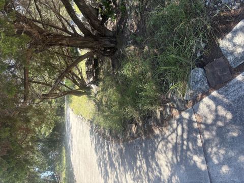 Yard photo for a volunteer request in Leander, TX.