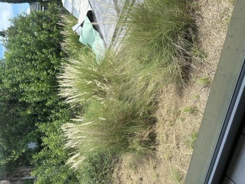 Yard photo for a volunteer request in Holiday, FL.