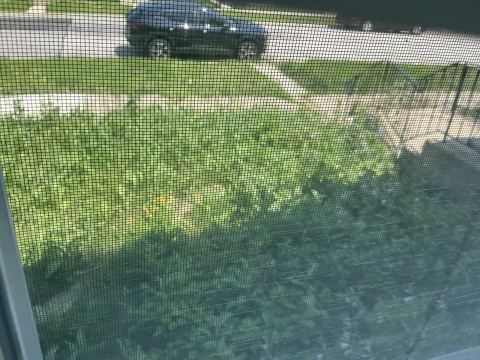 Yard photo for a volunteer request in Chicago, IL.