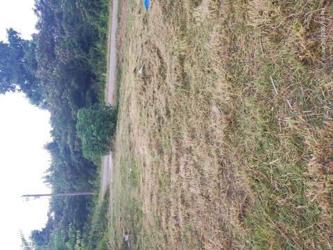 Yard photo for a volunteer request in Piedmont, AL.