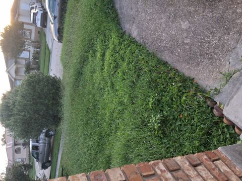 Yard photo for a volunteer request in New Orleans, LA.