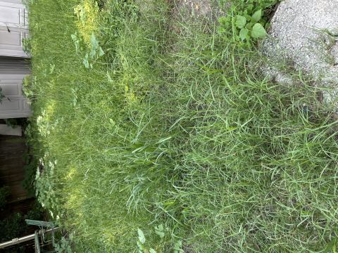 Yard photo for a volunteer request in Jacksonville, FL.