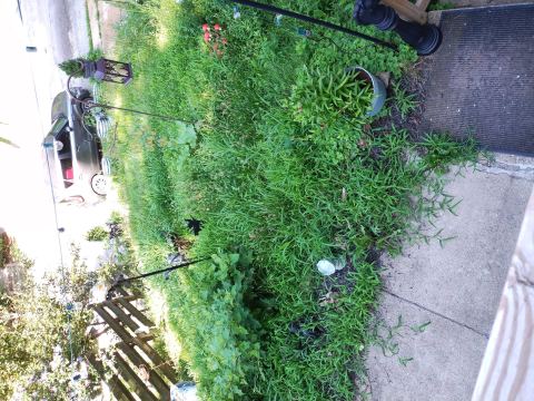 Yard photo for a volunteer request in Cincinnati, OH.