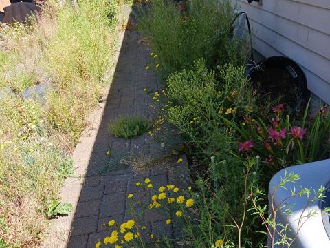 Yard photo for a volunteer request in Vancouver, WA.