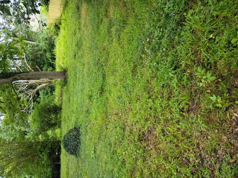 Yard photo for a volunteer request in Smyrna, GA.