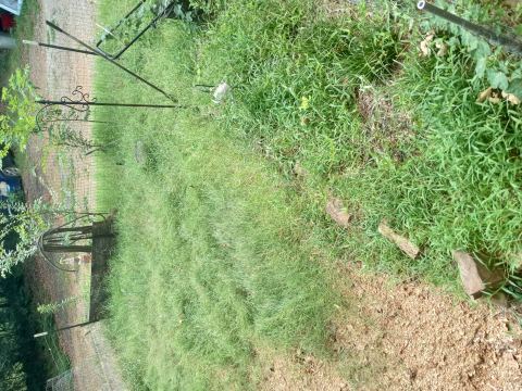 Yard photo for a volunteer request in Van Buren, AR.