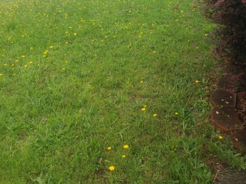 Yard photo for a volunteer request in Atlanta, GA.
