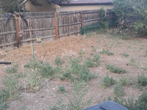Yard photo for a volunteer request in Denver, CO.