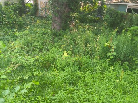 Yard photo for a volunteer request in Buffalo, NY.