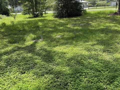 Yard photo for a volunteer request in Wildwood, FL.