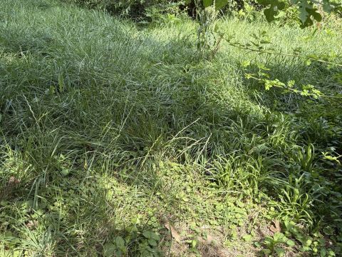 Yard photo for a volunteer request in Detroit, MI.