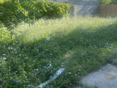 Yard photo for a volunteer request in Detroit, MI.