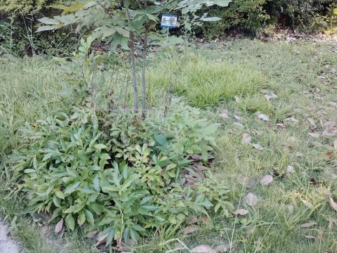 Yard photo for a volunteer request in Decatur, GA.