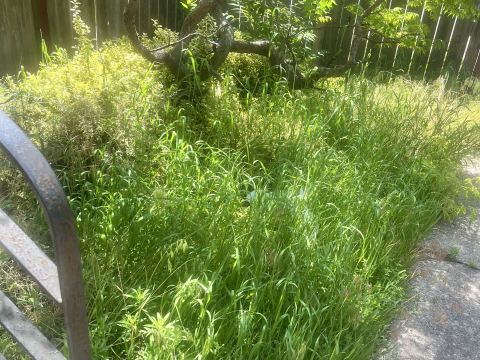Yard photo for a volunteer request in Chicago, IL.