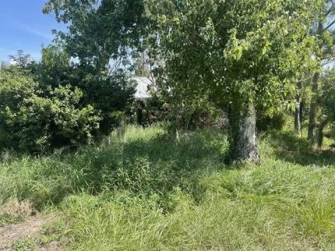 Yard photo for a volunteer request in Clermont, FL.