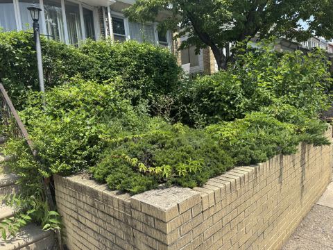Yard photo for a volunteer request in Philadelphia, PA.