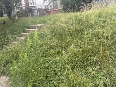Yard photo for a volunteer request in Cincinnati, OH.