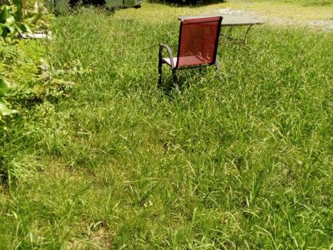 Yard photo for a volunteer request in Lascassas, TN.