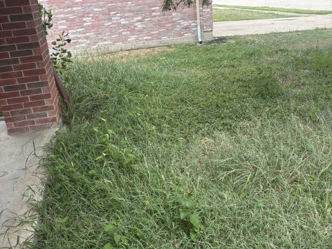 Yard photo for a volunteer request in Arlington, TX.