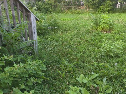 Yard photo for a volunteer request in Maywood, IL.