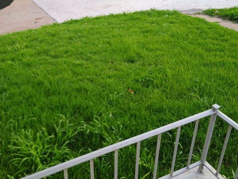 Yard photo for a volunteer request in St. Louis, MO.