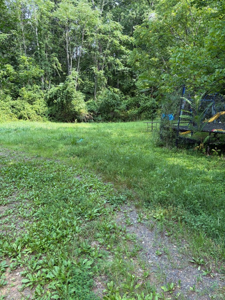 Before lawn care