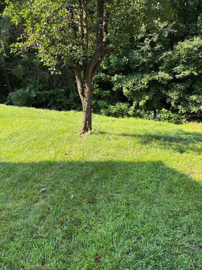 Before lawn care