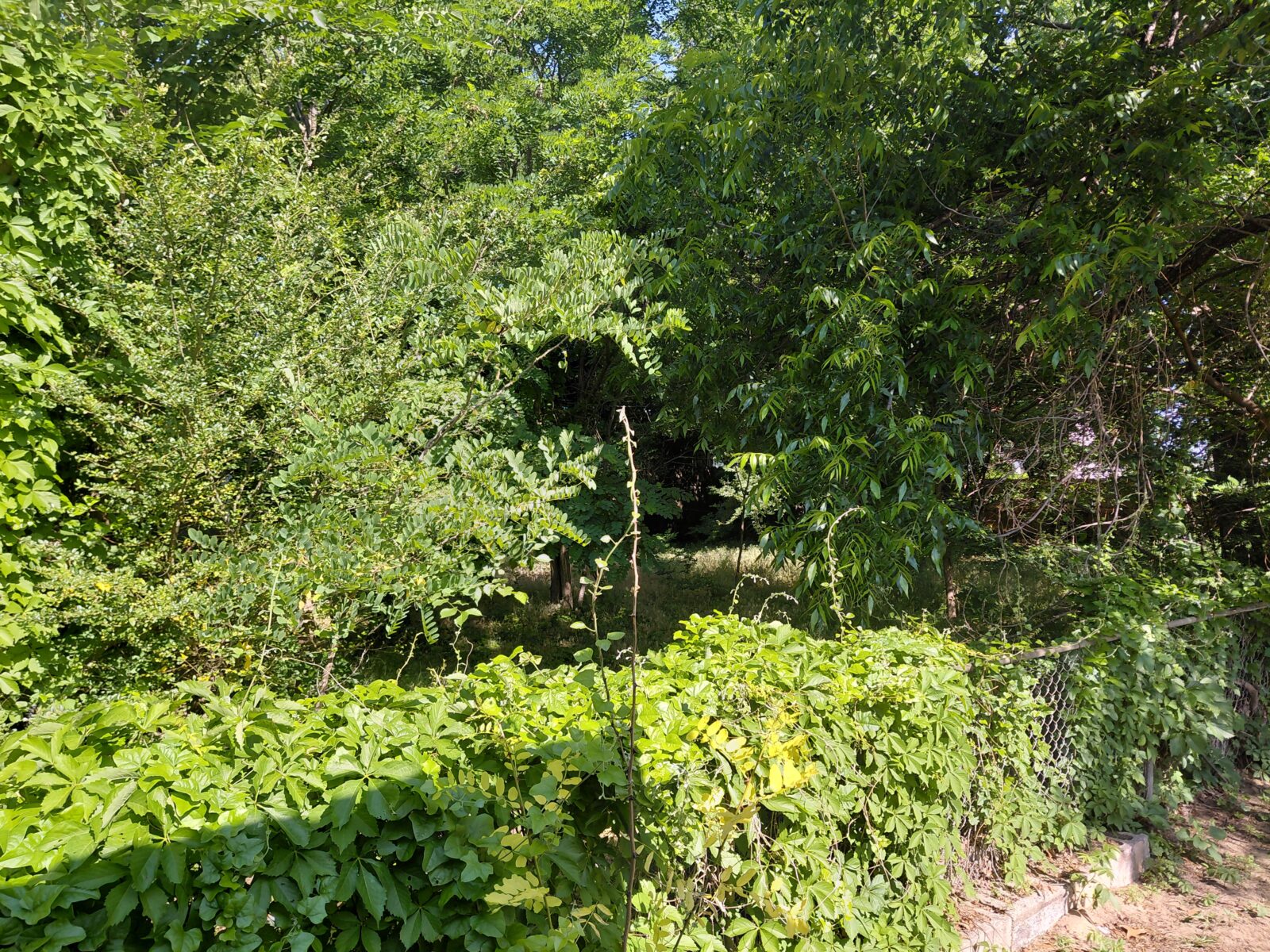 Privacy-protected yard photo submitted through Mow Notice in Bethany, OK